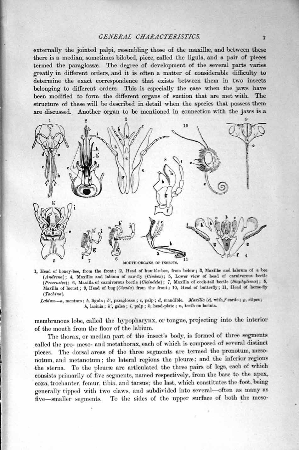 Original Old Antique Print Natural History 1896 Mouth Organs Insects Honey-Bee