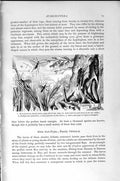 Original Old Antique Print Natural History 1896 Corn Saw-Fly Larva Pupa Insects