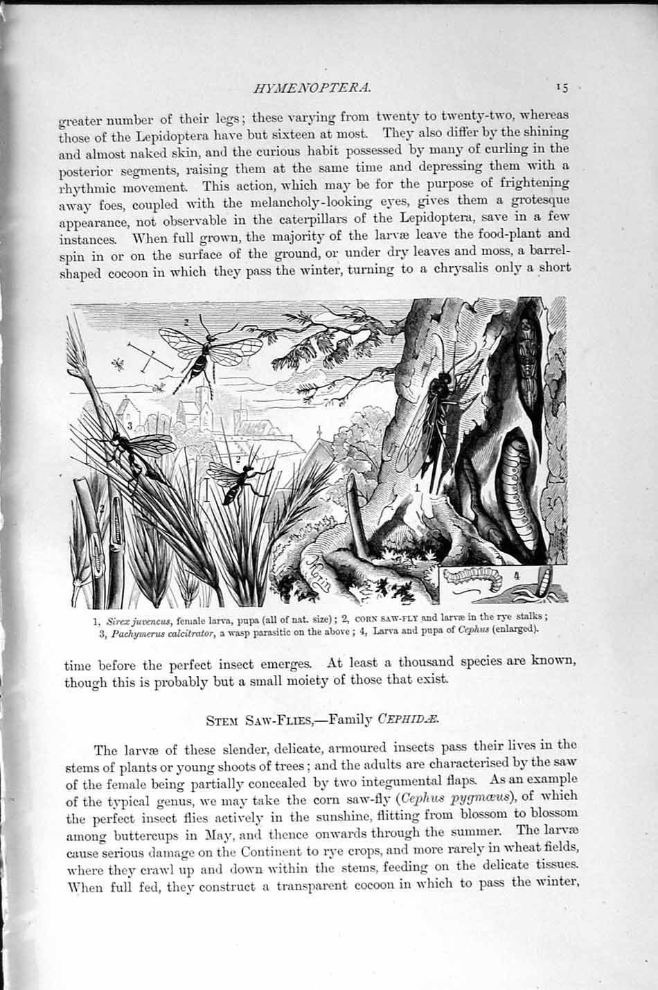 Original Old Antique Print Natural History 1896 Corn Saw-Fly Larva Pupa Insects