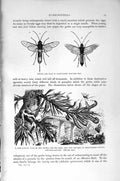Original Old Antique Print Natural History 1896 Giant-Tailed Wasp Pine Saw-Fly
