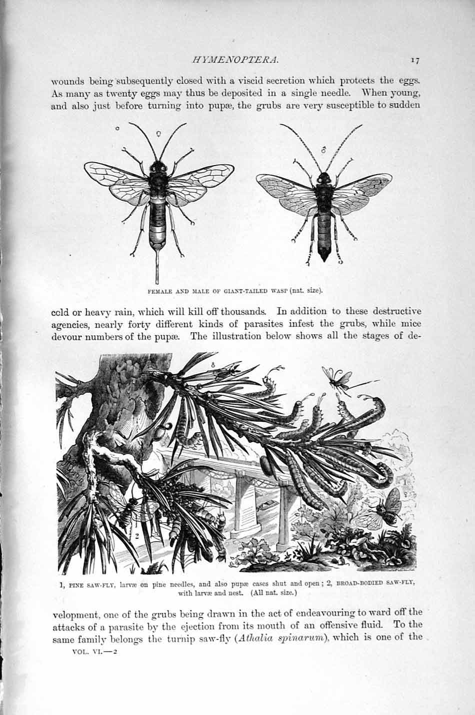 Original Old Antique Print Natural History 1896 Giant-Tailed Wasp Pine Saw-Fly