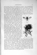 Old Antique Print Natural History 1896 Insects Egg-Wasps Rose Gall-Wasp 19th