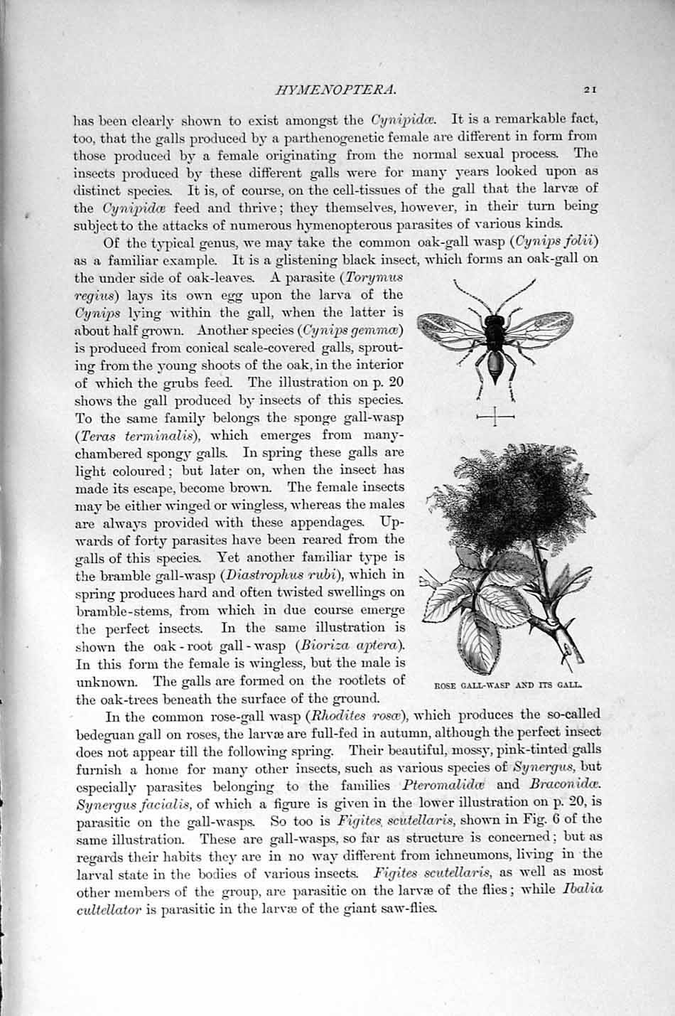 Old Antique Print Natural History 1896 Insects Egg-Wasps Rose Gall-Wasp 19th