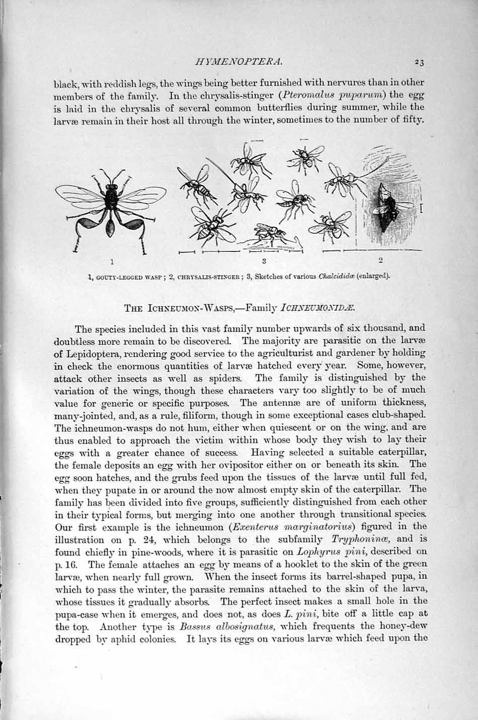 Original Old Antique Print Natural History 1896 Wasp Chrysalis-Stinger Insects