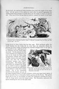 Original Old Antique Print Natural History 1896 Ichneumon Pisorius Insects Wasp