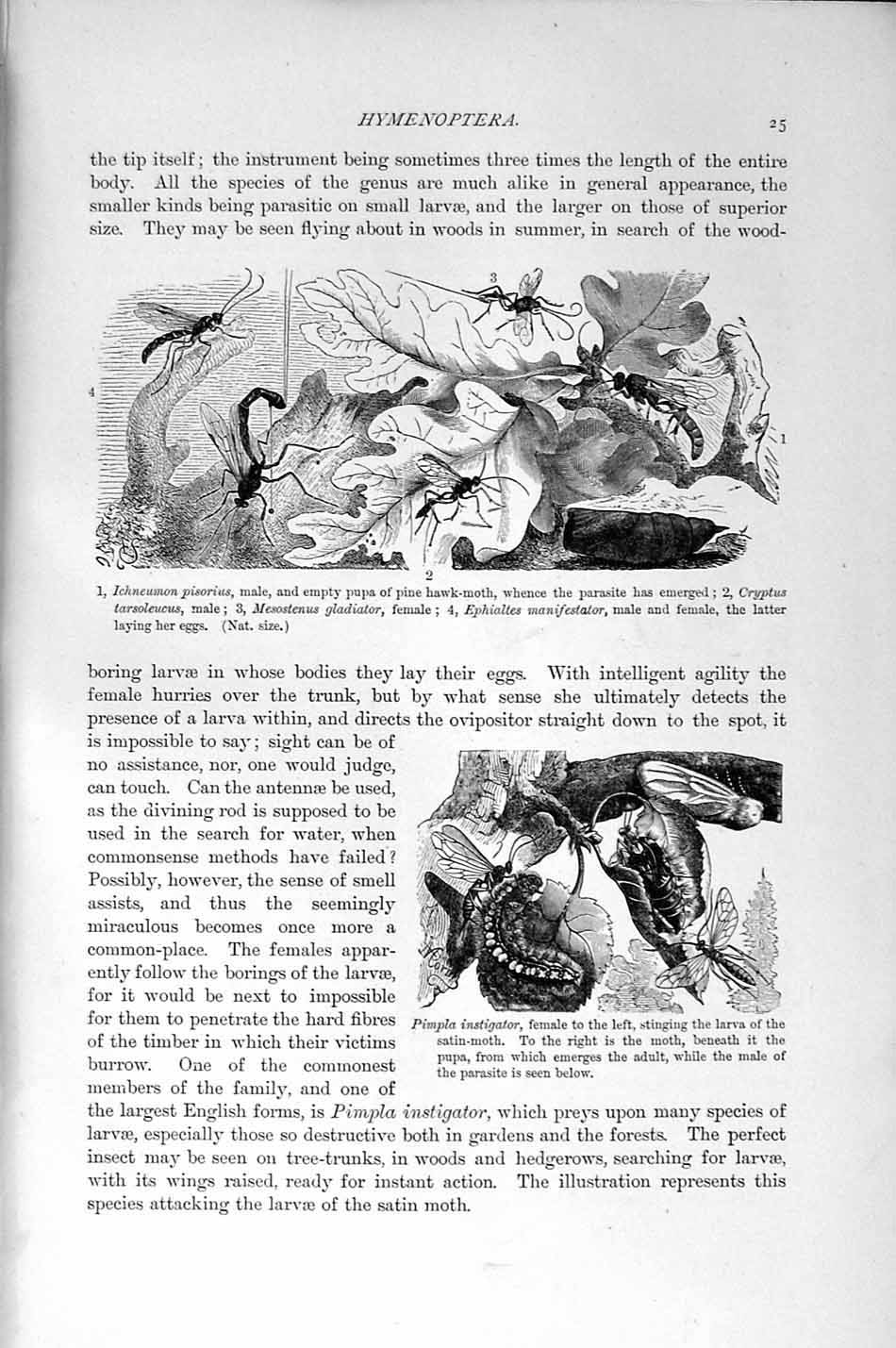 Original Old Antique Print Natural History 1896 Ichneumon Pisorius Insects Wasp