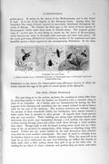 Original Old Antique Print Natural History 1896 Burnished GWasps Insects 19th