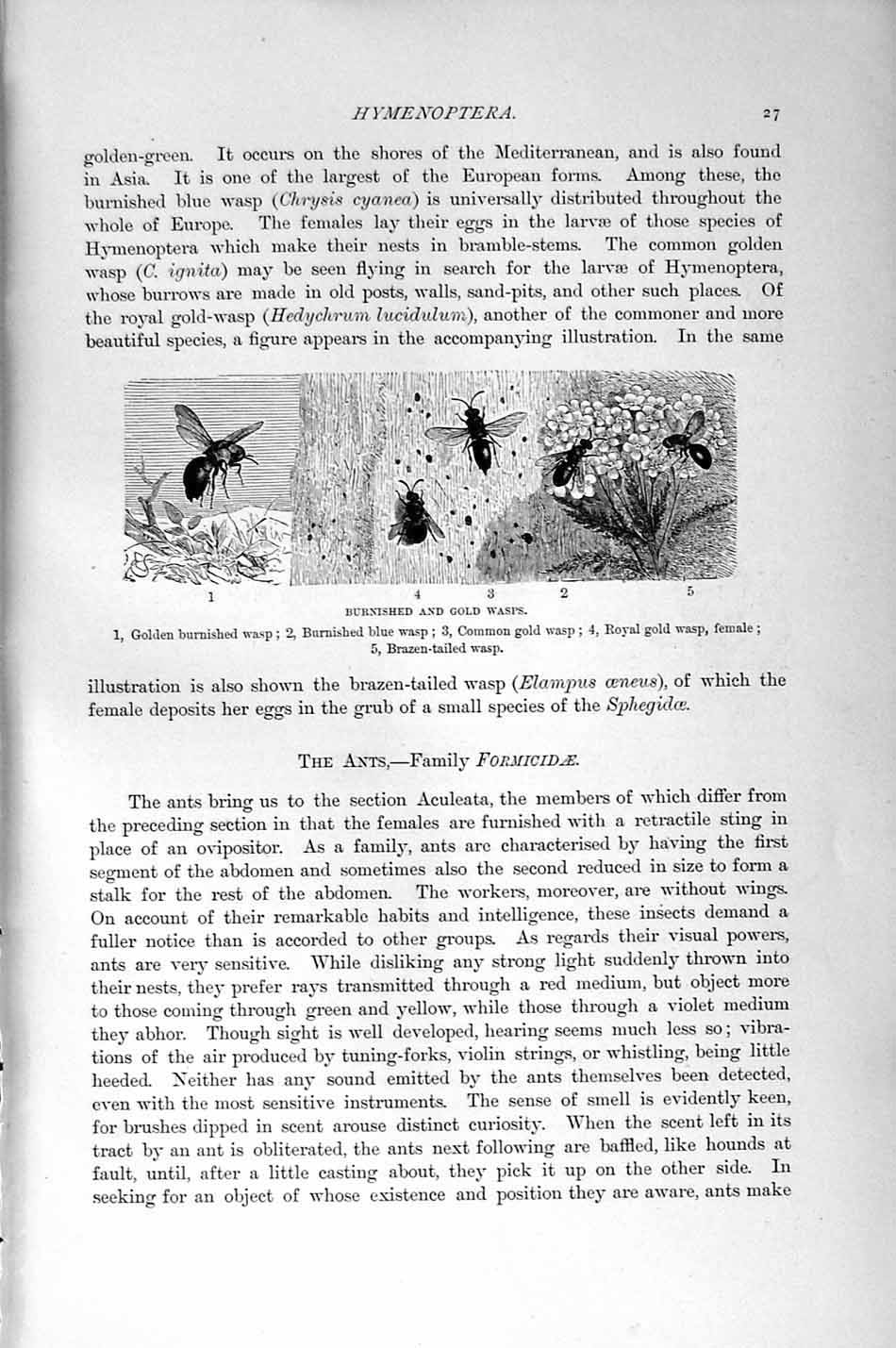Original Old Antique Print Natural History 1896 Burnished GWasps Insects 19th