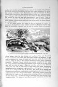 Old Antique Print Natural History 1896 Honey-Pot Ant Parasol Husbandmen 19th