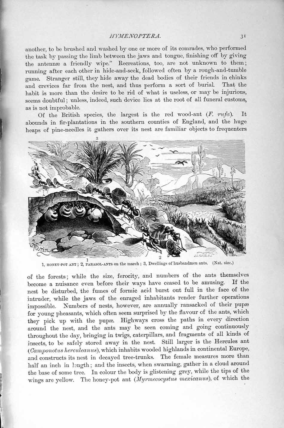 Old Antique Print Natural History 1896 Honey-Pot Ant Parasol Husbandmen 19th