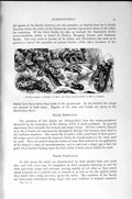 Original Old Antique Print Natural History 1896 Mutilla Europoea Insects Larva