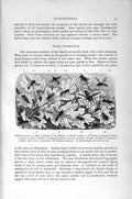 Original Old Antique Print Natural History 1896 Mellinus Arvensis Insects Bee