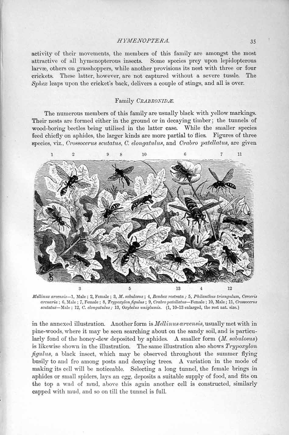 Original Old Antique Print Natural History 1896 Mellinus Arvensis Insects Bee