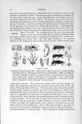 Original Old Antique Print Natural History 1896 Inmates Hive Bee Queen Insects