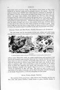 Original Old Antique Print Natural History 1896 Insects Mud Wasps Polistes Nest
