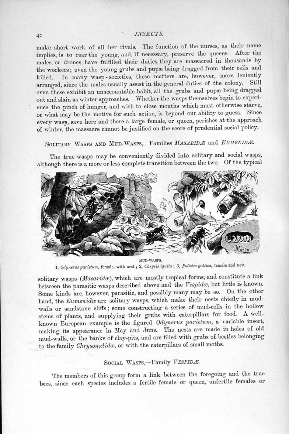 Original Old Antique Print Natural History 1896 Insects Mud Wasps Polistes Nest