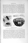 Original Old Antique Print Natural History 1896 Hornet Larva Pupa African Wasp