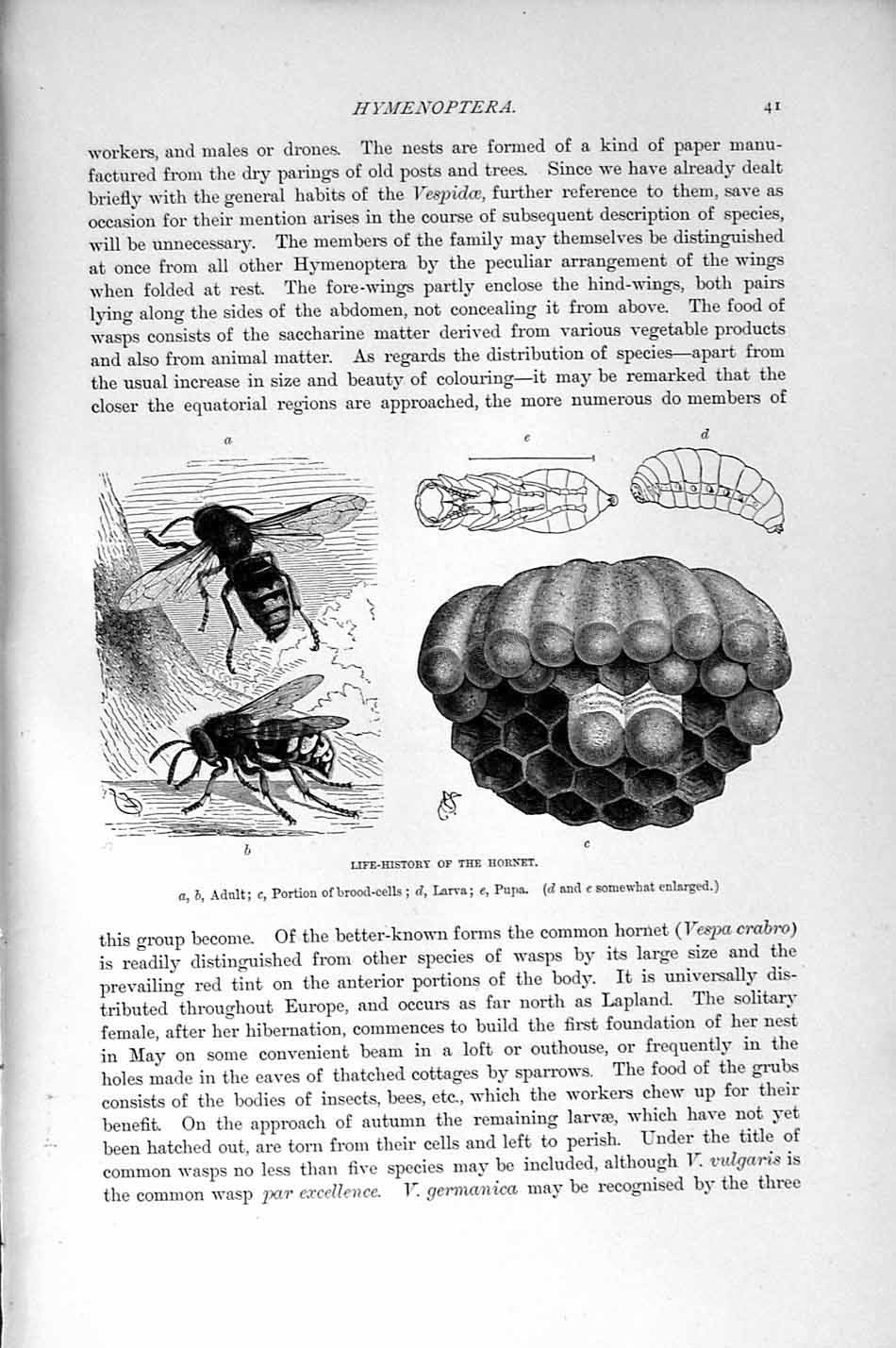 Original Old Antique Print Natural History 1896 Hornet Larva Pupa African Wasp