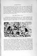 Original Old Antique Print Natural History 1896 Common Humble-Bee Nest Stone