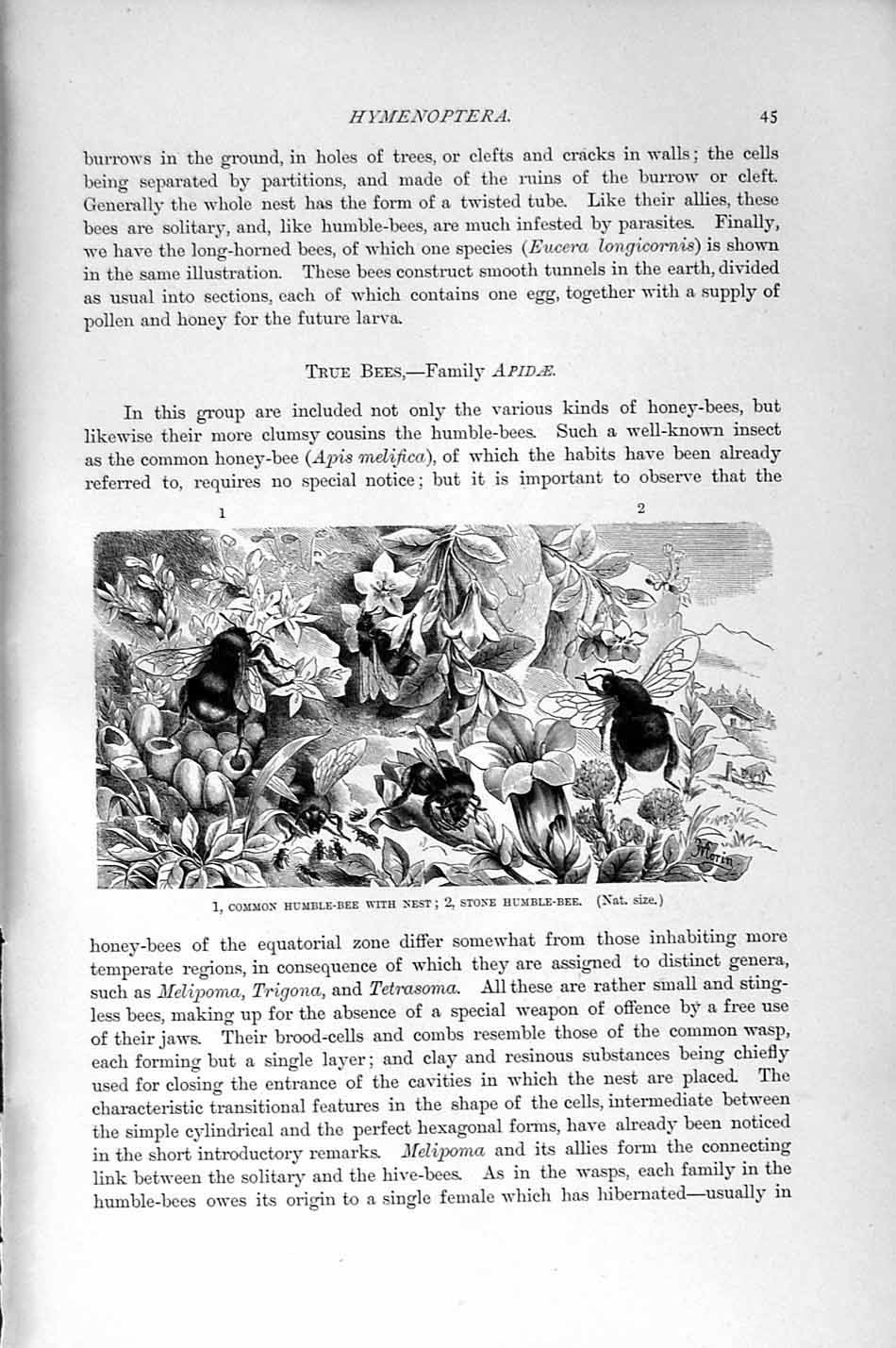 Original Old Antique Print Natural History 1896 Common Humble-Bee Nest Stone