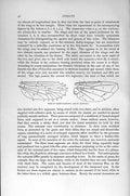 Old Antique Print Natural History 1896 Wing Daddy-Longlegs Bow-Fly Insect 19th
