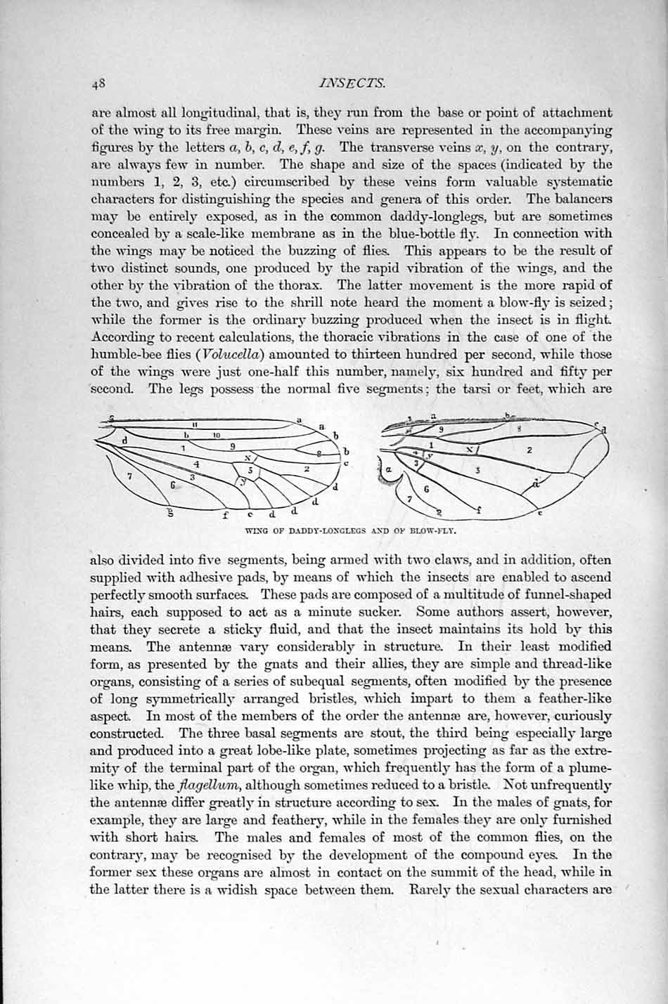 Old Antique Print Natural History 1896 Wing Daddy-Longlegs Bow-Fly Insect 19th