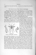 Original Old Antique Print Natural History 1896 Banded Gnat Insects Larva Pupa