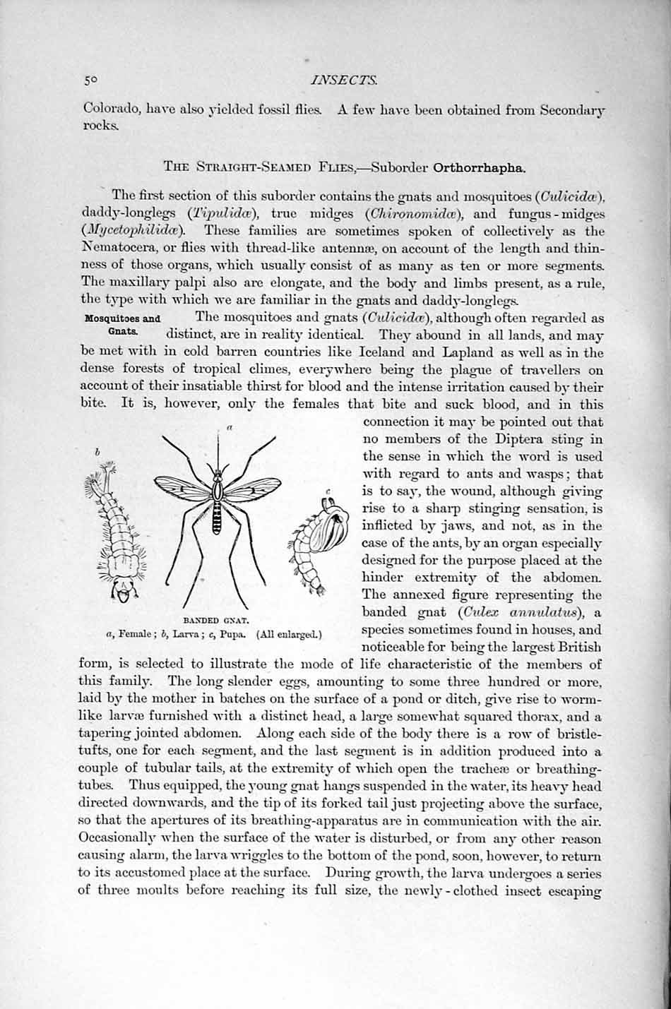 Original Old Antique Print Natural History 1896 Banded Gnat Insects Larva Pupa