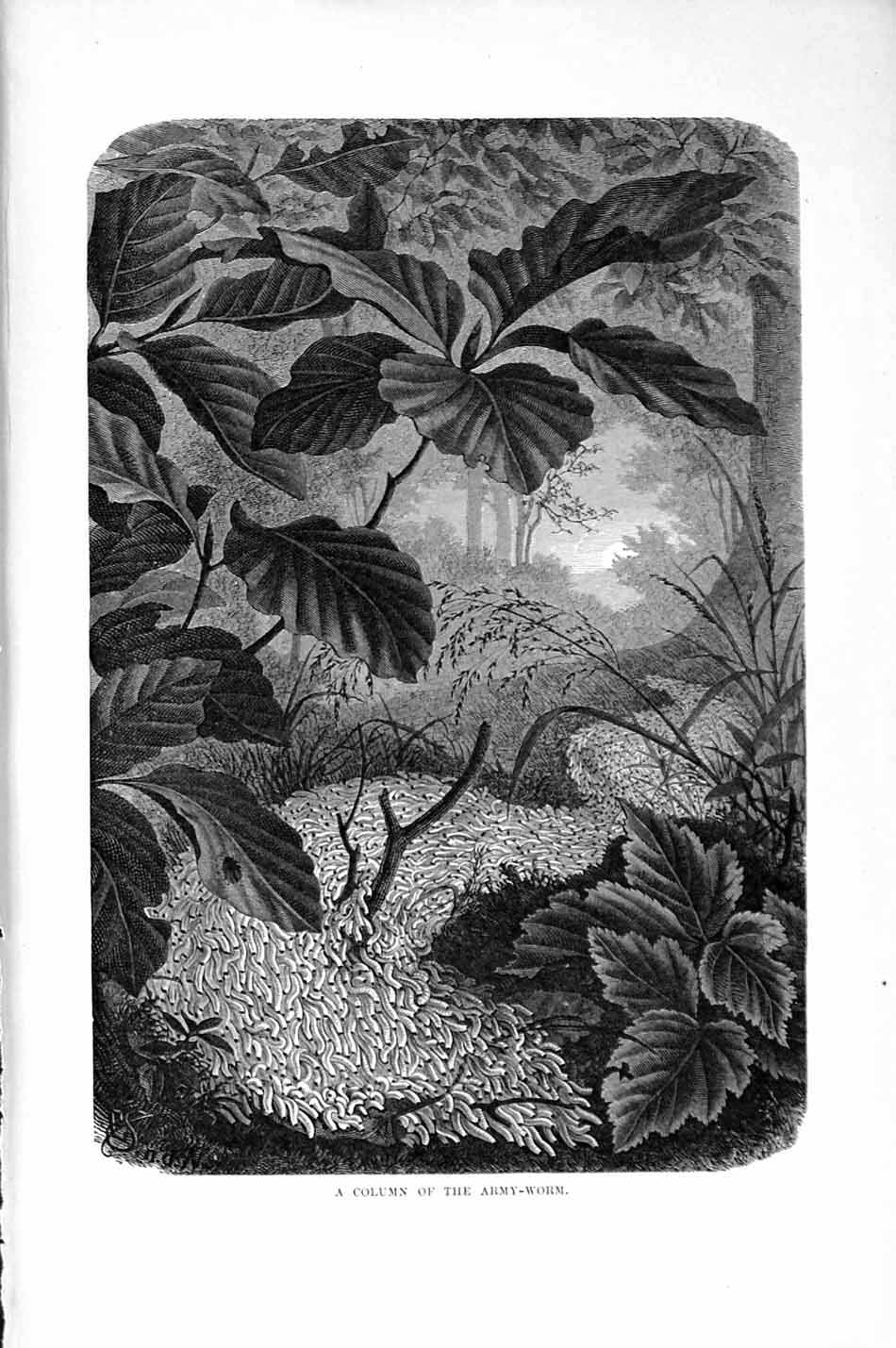 Original Old Antique Print Natural History 1896 Column Army-Worm Insects Trees