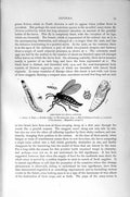 Original Old Antique Print Natural History 1896 Army-Worm Fly Larva Pupa Midge
