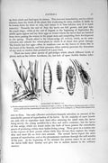 Old Antique Print Natural History 1896 Hessian Fly Diptera Insects Larva 19th