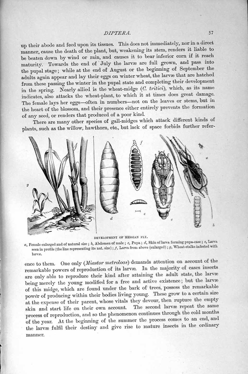 Old Antique Print Natural History 1896 Hessian Fly Diptera Insects Larva 19th