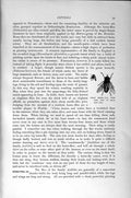 Original Old Antique Print Natural History 1896 Robber-Flies Insects Horse-Fly