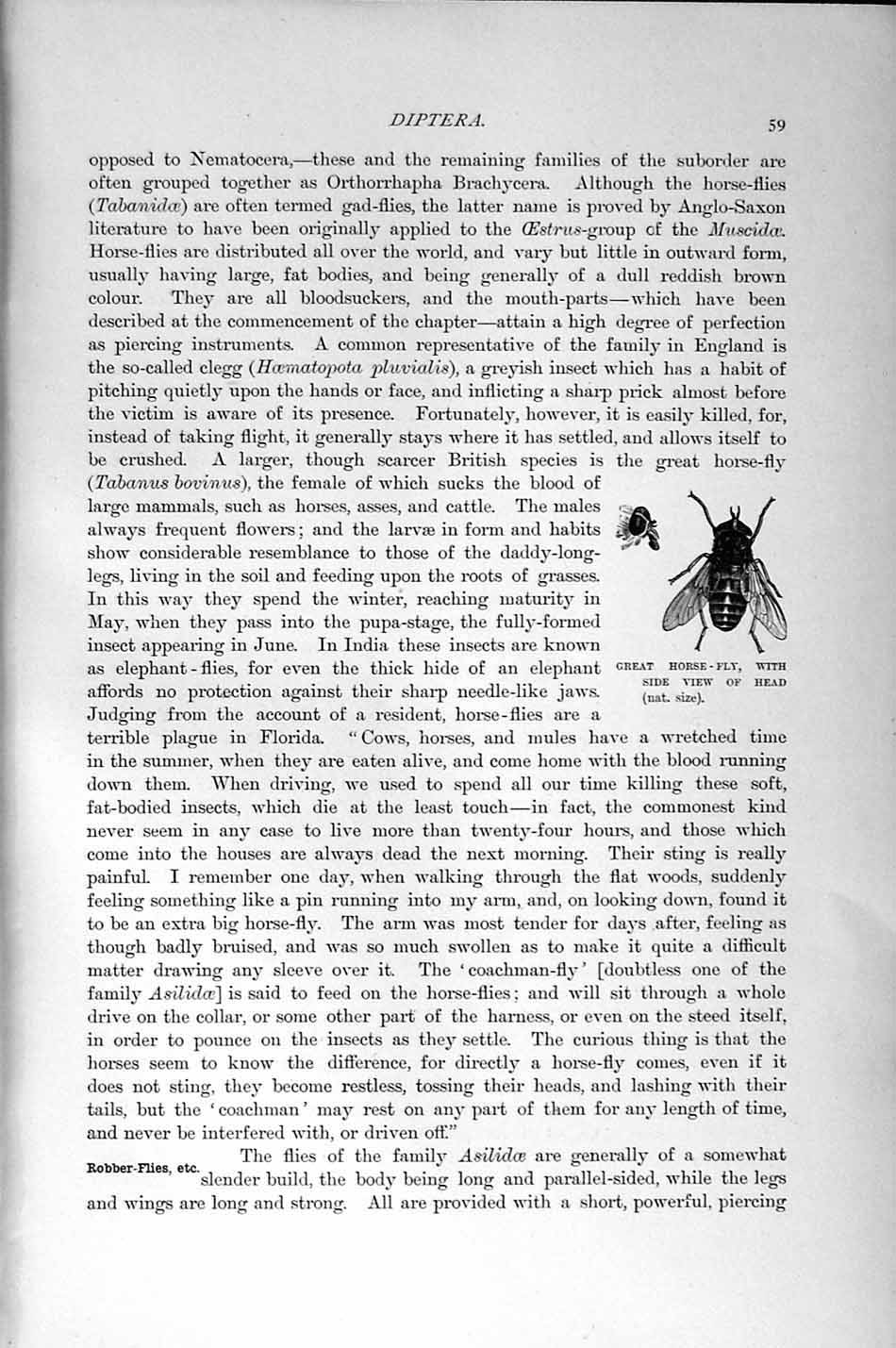 Original Old Antique Print Natural History 1896 Robber-Flies Insects Horse-Fly