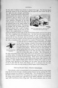 Original Old Antique Print Natural History 1896 Insects Hover-Fly Bee-Fly Pupa