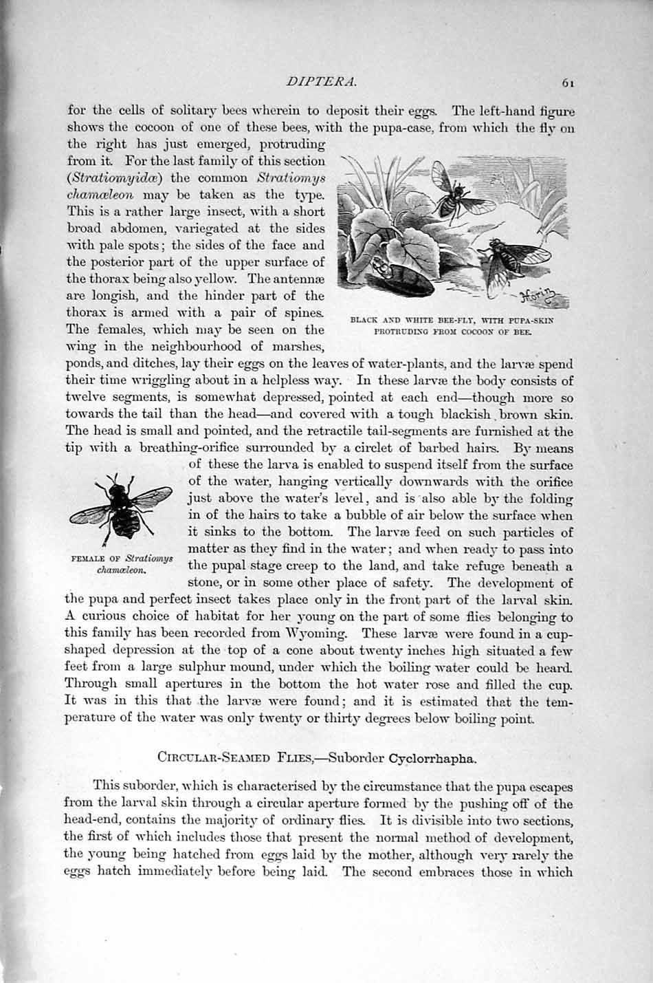 Original Old Antique Print Natural History 1896 Insects Hover-Fly Bee-Fly Pupa