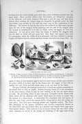 Original Old Antique Print Natural History 1896 Flies Grubs Insects Parvae Pupa