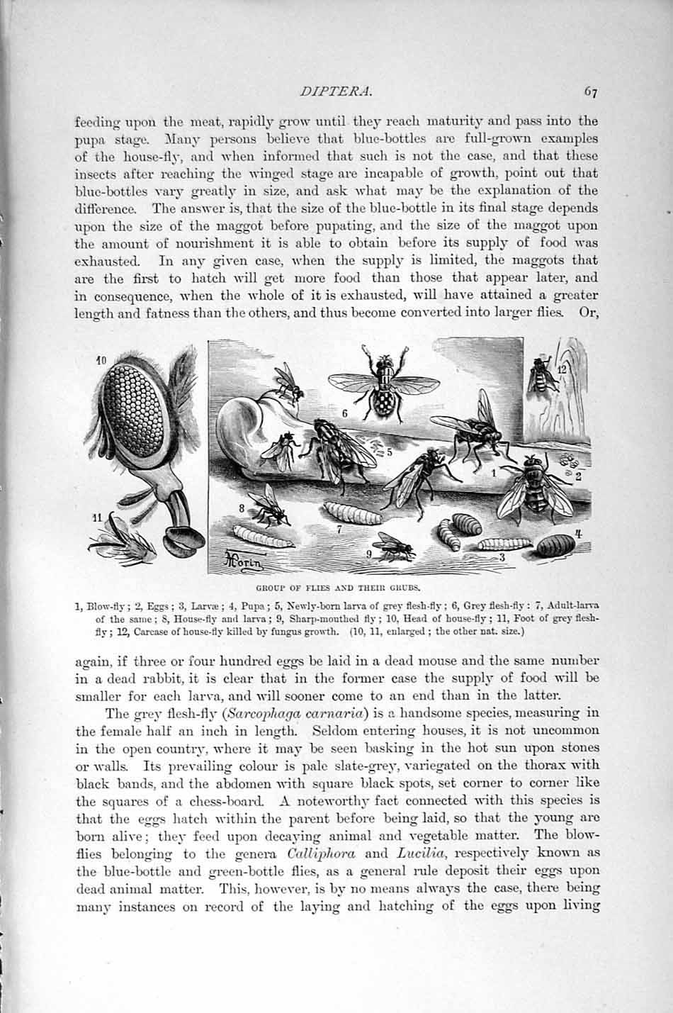 Original Old Antique Print Natural History 1896 Flies Grubs Insects Parvae Pupa