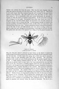 Old Antique Print Natural History 1896 Diptera Tsetse Fly Insects Antenna 19th