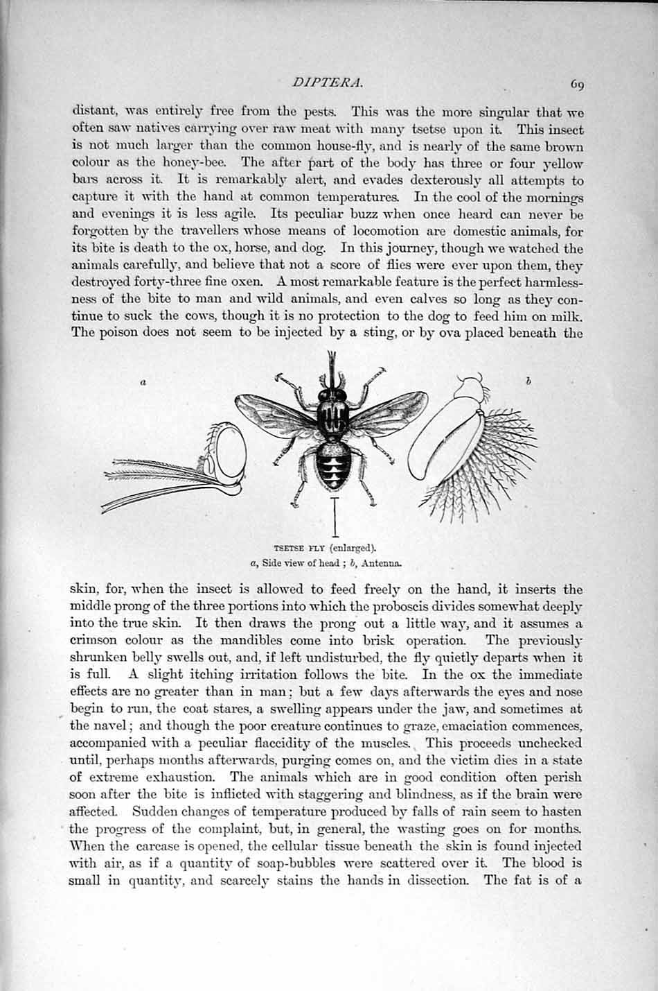 Old Antique Print Natural History 1896 Diptera Tsetse Fly Insects Antenna 19th