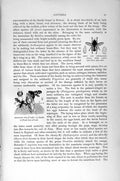 Original Old Antique Print Natural History 1896 Insects Horse Bot-Fly Asparagus
