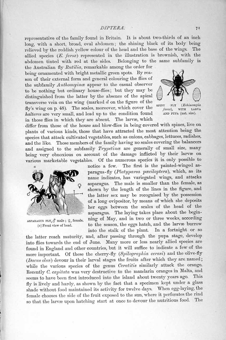 Original Old Antique Print Natural History 1896 Insects Horse Bot-Fly Asparagus