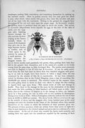 Original Old Antique Print Natural History 1896 Ox Warble Fly Diptera Sheep Bot