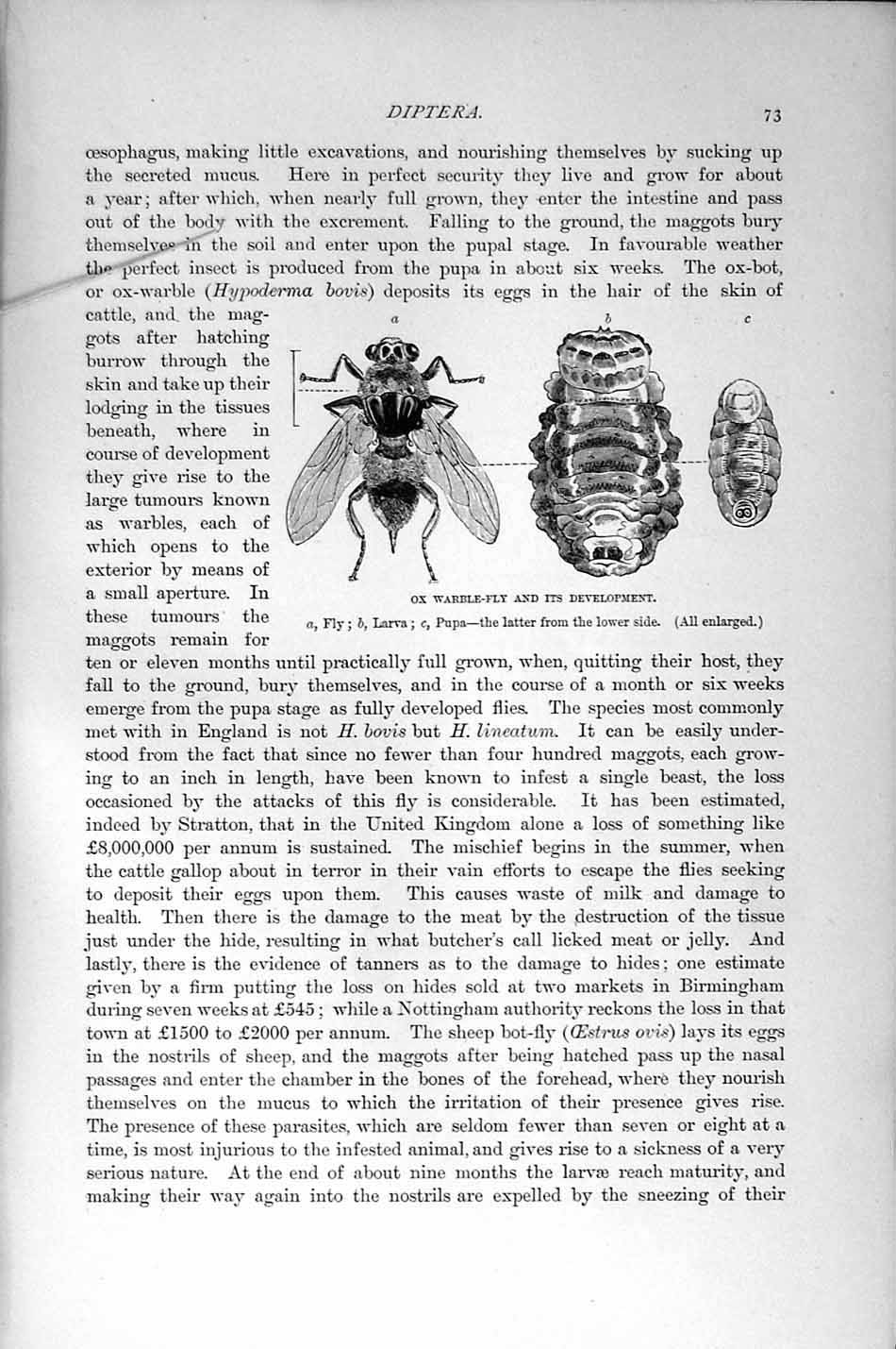 Original Old Antique Print Natural History 1896 Ox Warble Fly Diptera Sheep Bot