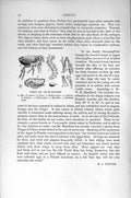 Original Old Antique Print Natural History 1896 Common Flea Insects Labrum Pupa