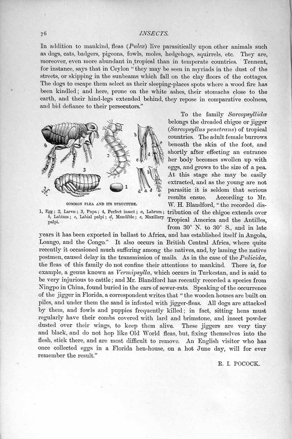 Original Old Antique Print Natural History 1896 Common Flea Insects Labrum Pupa