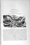 Old Antique Print Pine Hawk-Moth Larvae Pupa Insects Natural History 1896 19th