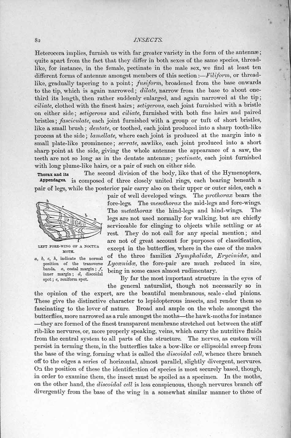 Original Old Antique Print Natural History 1896 Fore-Wing Noctua Moth Insects