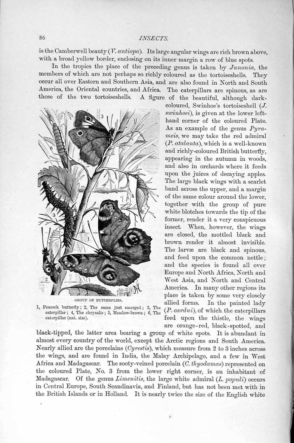 Old Antique Print Natural History 1896 Group Butterflies Peacock Insects 19th