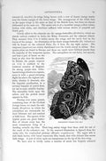 Original Old Antique Print Natural History 1896 Resplendent Ptolemy Lepidoptera